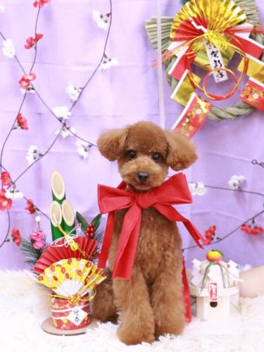 20230110ピナくん